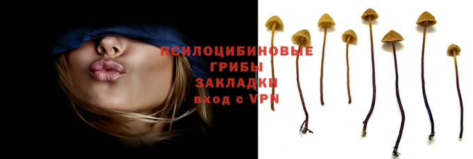 PSILOCYBIN Вяземский